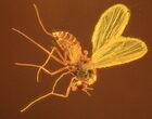 Detailed Fossil Fly (Diptera) In Dark Baltic Amber #58025-1